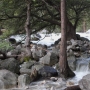 Yosemite Creek below the falls. There had been several large snow storms in February and March and the creeks and rivers were all full.